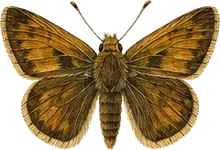 Byssus Skipper
