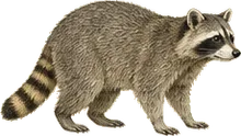 Raccoon