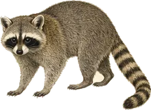Cozumel Raccoon