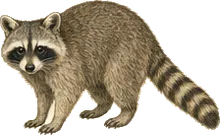 Pygmy Raccoon