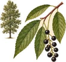 Black Cherry