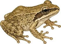 Spring Peeper