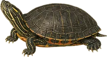 Florida Cooter