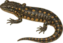 Mud Salamander