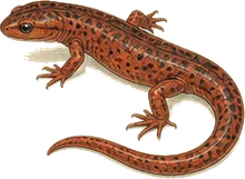 Red Salamander