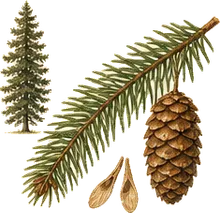 Douglas-fir