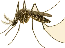 Gallinipper Mosquito
