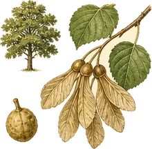 Common Hoptree