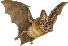 Davy's Naked-backed Bat