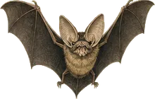 Parnell's Mustached Bat