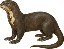 Giant Otter