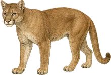 Florida Panther