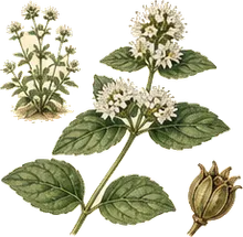 Virginia Mountain Mint