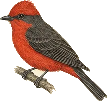 Vermilion Flycatcher