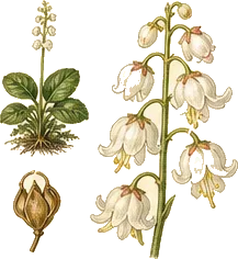 Shinleaf