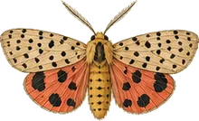Isabella Tiger Moth