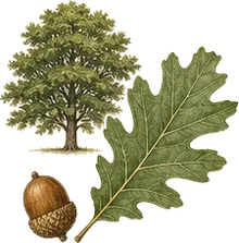 White Oak