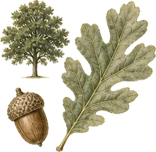 Arizona White Oak