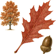 Scarlet Oak