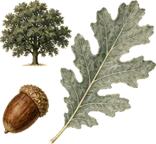 Blue Oak