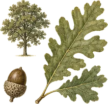 Emory Oak