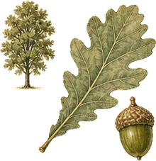Gambel Oak