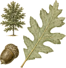 Bluejack Oak