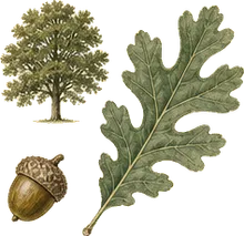 Overcup Oak