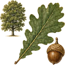 Bur Oak