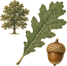 Blackjack Oak