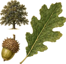Swamp Chestnut Oak