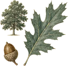 Mexican Blue Oak