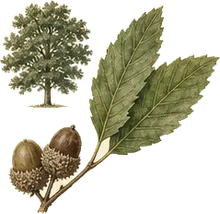 Cherrybark Oak