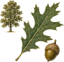 Post Oak