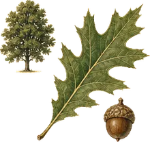 Black Oak