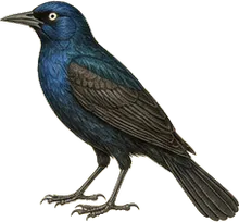 Boat-tailed Grackle