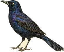 Great-tailed Grackle