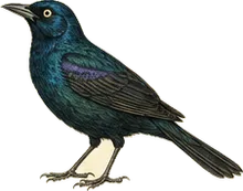 Common Grackle