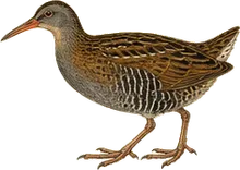 King Rail