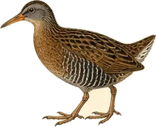 Virginia Rail