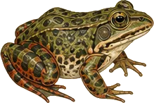 Red-legged Frog