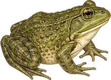 American Bullfrog