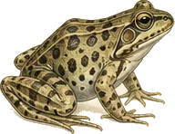 Oregon Spotted Frog