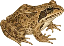 Wood Frog