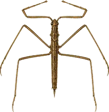Brown Water Scorpion