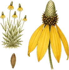 Grayhead Coneflower