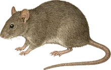 Norway Rat