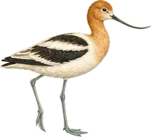 American Avocet
