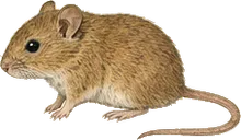 Fulvous Harvest Mouse