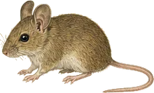 Western Harvest Mouse